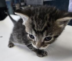 Shelter Stray Male Cat last seen Near N 900 W, SALT LAKE CITY, UT, 84116, Taylorsville, UT 84123