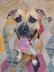 Shelter Stray Female Dog last seen Near Furnace Road, LINTHICUM HEIGHTS, MD, 21090, Millersville, MD 21054