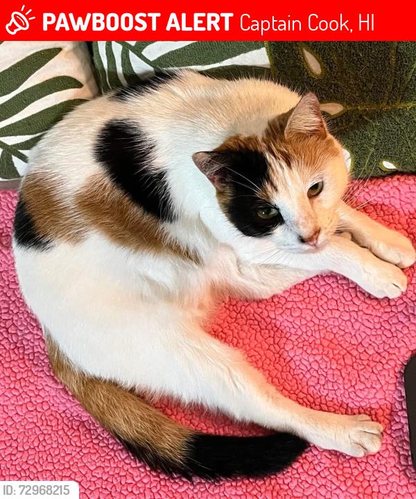 Lost Female Cat last seen Last seen in the area between the end of Kiai Rd and Bamboo Rd (D. Rd), Captain Cook, HI 96704