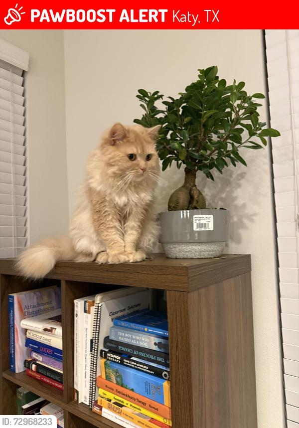 Lost Male Cat last seen Cinco ranch with spring green blvd , Katy, TX 77494