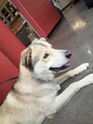 Found/Stray Male Dog last seen Edgemore and Funston near Holly Park apmts, Wichita, KS 67218