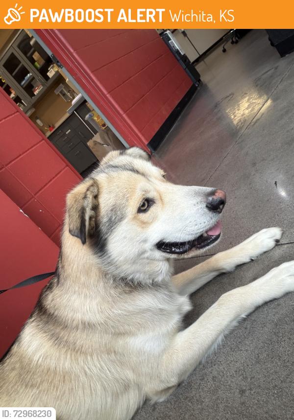 Found/Stray Male Dog last seen Edgemore and Funston near Holly Park apmts, Wichita, KS 67218