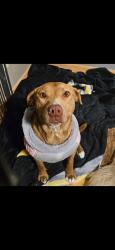 Lost Female Dog last seen Sam Snead Dr, El Paso, TX 79936