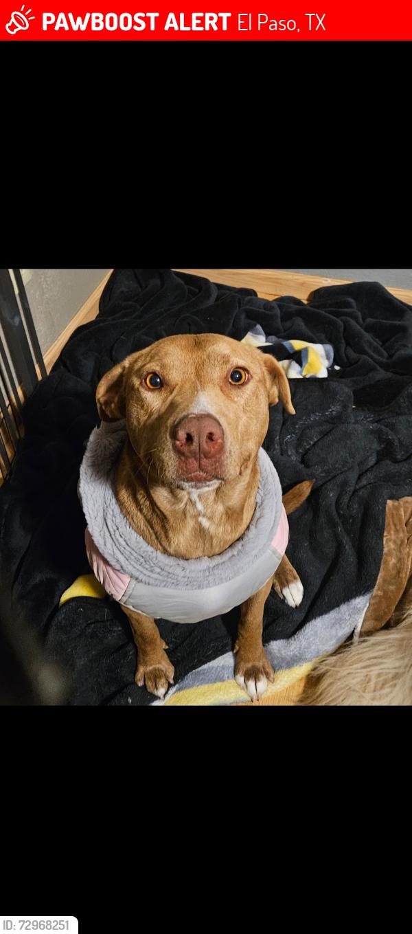 Lost Female Dog last seen Sam Snead Dr, El Paso, TX 79936