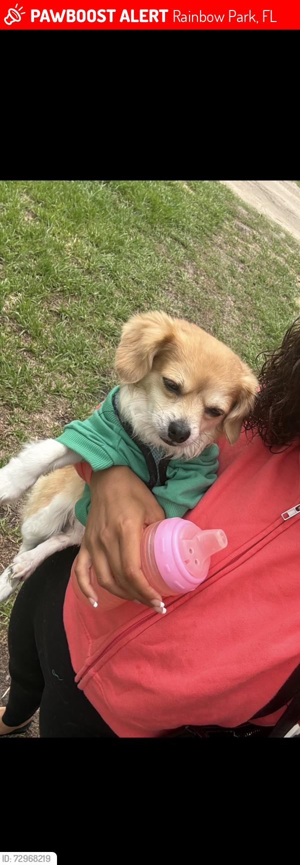 Lost Male Dog last seen Rainbow, Rainbow Park, FL 34481