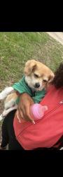 Lost Male Dog last seen Rainbow, Rainbow Park, FL 34481