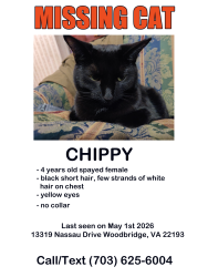 Lost Female Cat last seen Nassau Drive, Woodbridge, VA 22191