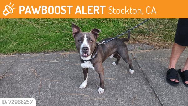 Found/Stray Male Dog last seen Schooner Dr, Stockton, CA 95219