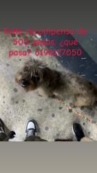 Lost Male Dog last seen Revolution, Tijuana, B.C. 22055