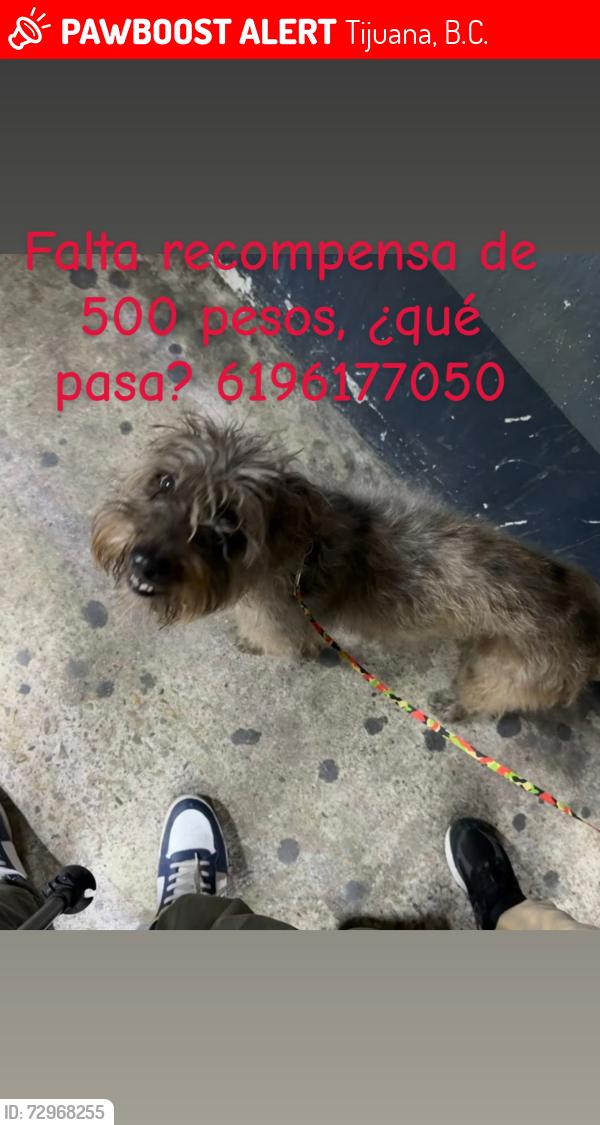 Lost Male Dog last seen Revolution, Tijuana, B.C. 22055