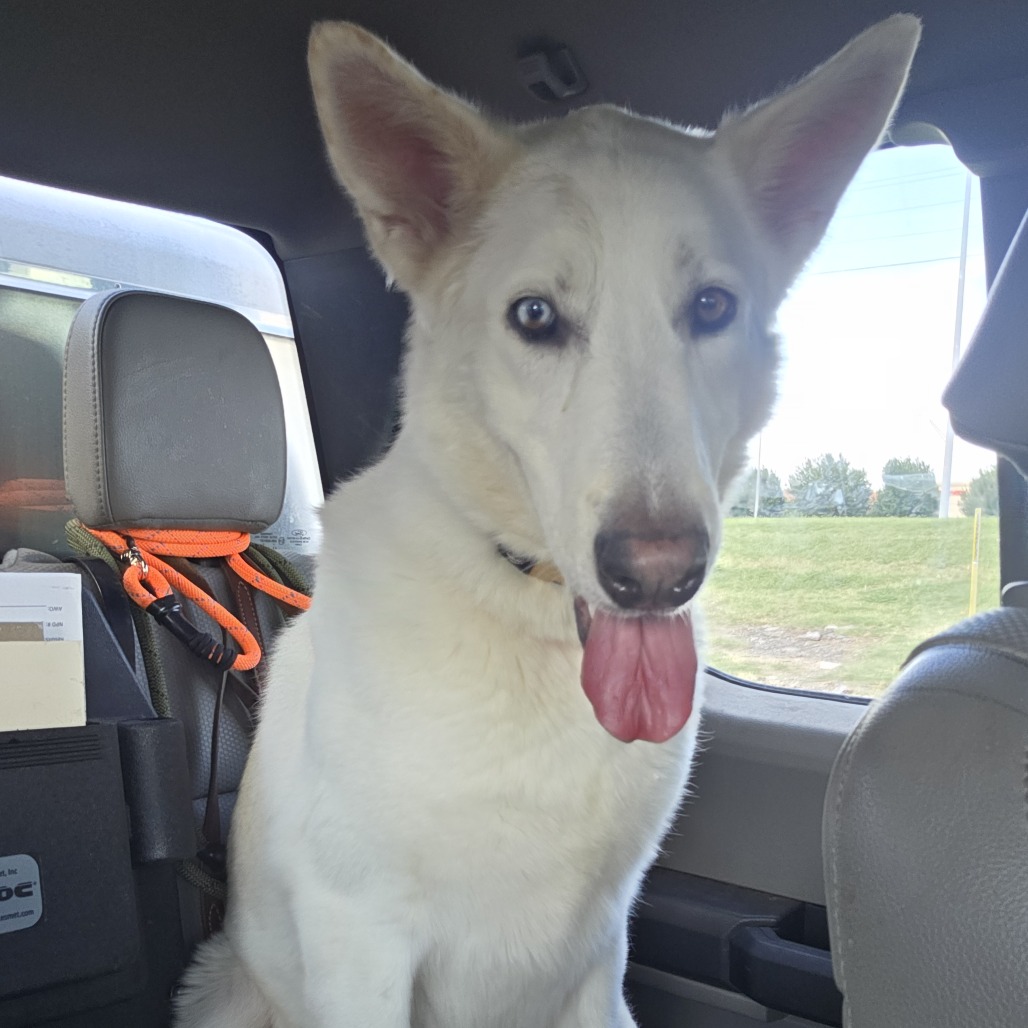 Shelter Stray Female Dog last seen , Norman, OK 73072