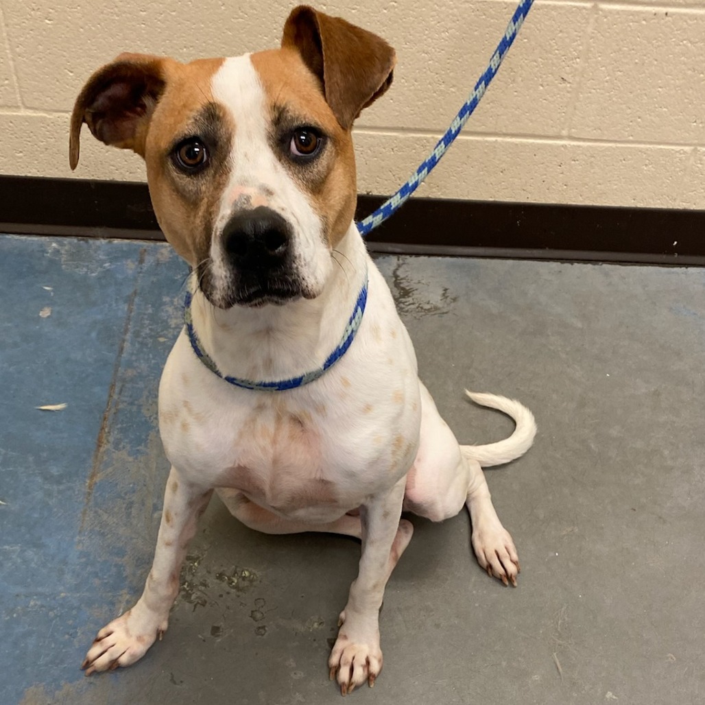 Shelter Stray Female Dog last seen , Memphis, TN 38133