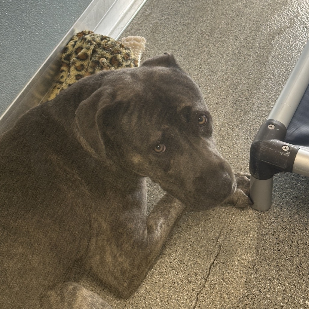 Shelter Stray Male Dog last seen , Matteson, IL 60443