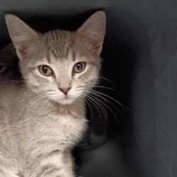 Shelter Stray Female Cat last seen , Greenville, SC 29609