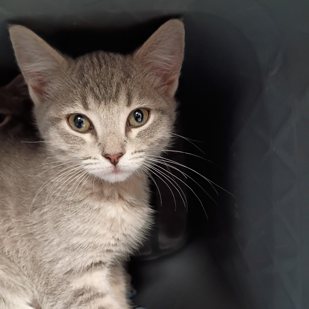Shelter Stray Female Cat last seen , Greenville, SC 29609
