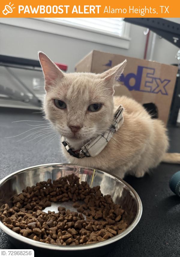 Found/Stray Unknown Cat last seen Columbine St and Corona Ave , Alamo Heights, TX 78209