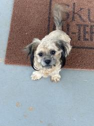 Found/Stray Female Dog last seen Jay's gas station, Greensboro, NC 27405