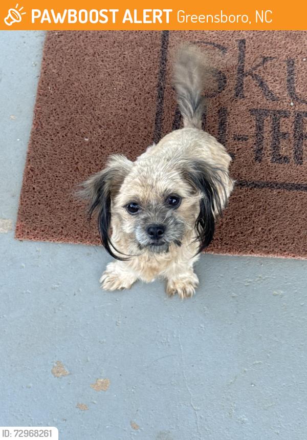 Found/Stray Female Dog last seen Jay's gas station, Greensboro, NC 27405