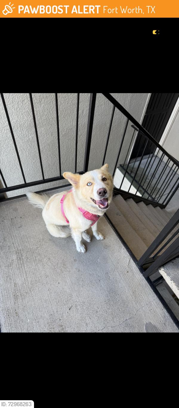Found/Stray Female Dog last seen Near Boat Club Road, Fort Worth, TX 76179
