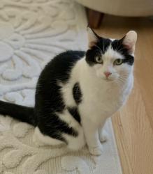 Lost Female Cat last seen Equestrian Drive and Saddle Hill Rd, Hopkinton, MA 01748