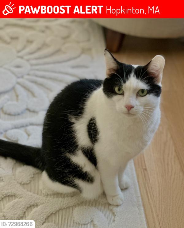 Lost Female Cat last seen Equestrian Drive and Saddle Hill Rd, Hopkinton, MA 01748