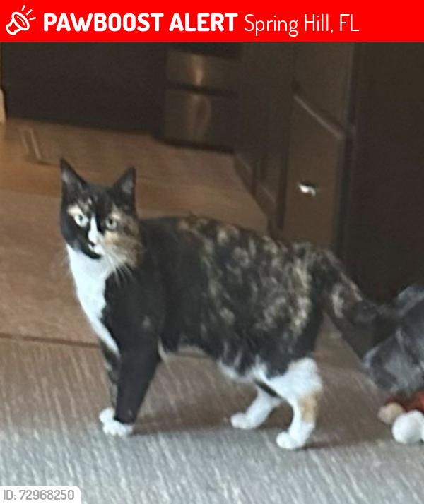 Lost Female Cat last seen Genson abe, Spring Hill, FL 34608