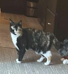 Lost Female Cat last seen Genson abe, Spring Hill, FL 34608