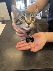 Reunited Male Cat last seen N Emory Dr Units, Sterling, VA 20164