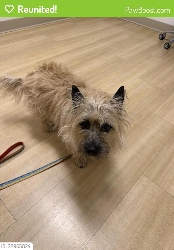 Reunited Female Dog last seen 19th Ave NE between 115th and 117th, Seattle, WA 98125