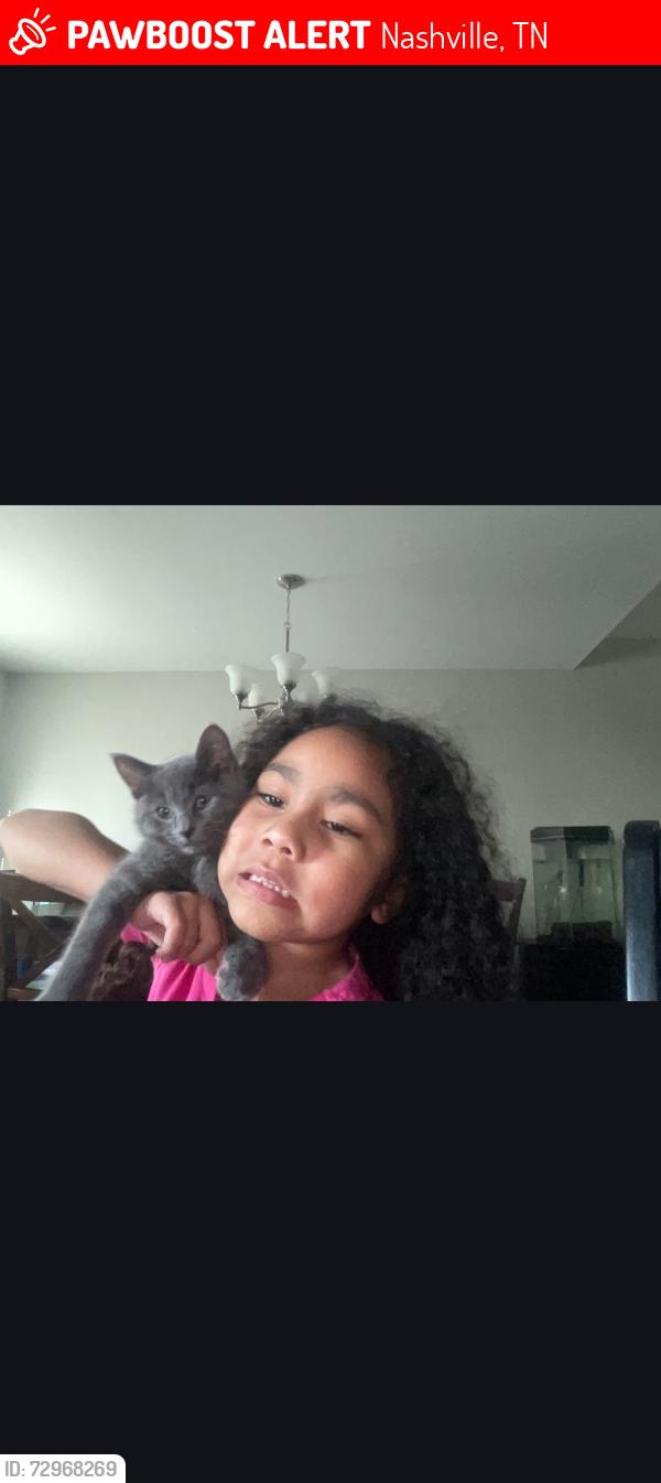 Lost Female Cat last seen  Centennial hosp in downtown Nashville , Nashville, TN 37243