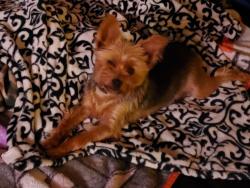 Reunited Male Dog last seen Breakneck road between spaugy hollow road and gault school road, Connellsville, PA 15425