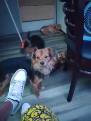 Lost Male Dog last seen Dodd st.  Nevada ave, Las Vegas, NV 89122