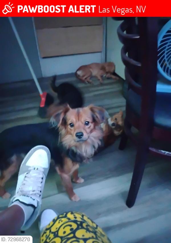 Lost Male Dog last seen Dodd st.  Nevada ave, Las Vegas, NV 89122