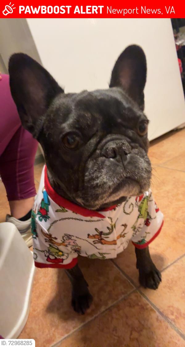 Lost Female Dog last seen Madison Avenue , Newport News, VA 23607
