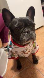 Lost Female Dog last seen Madison Avenue , Newport News, VA 23607