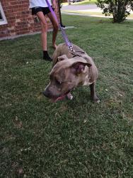 Found/Stray Male Dog last seen Hidden Creek and S Hurst, Burleson, TX 76028