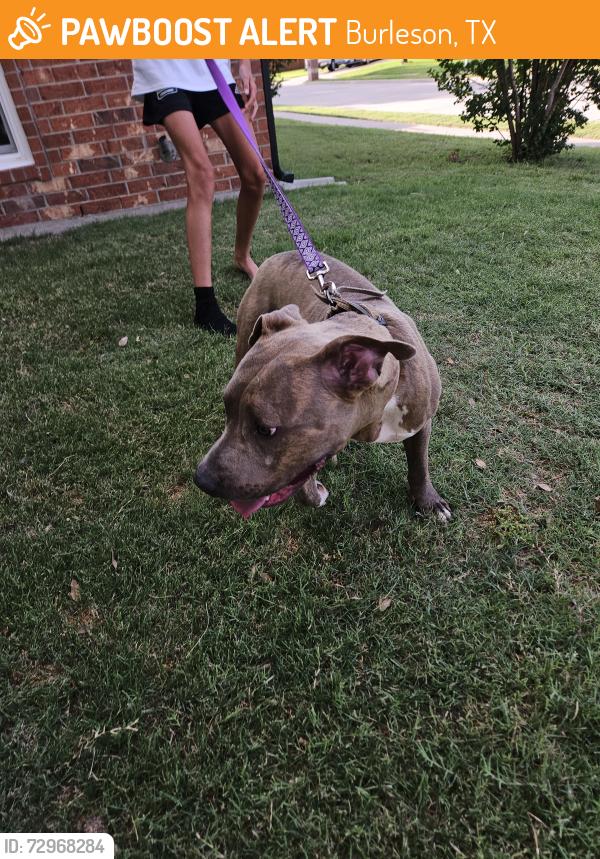 Found/Stray Male Dog last seen Hidden Creek and S Hurst, Burleson, TX 76028