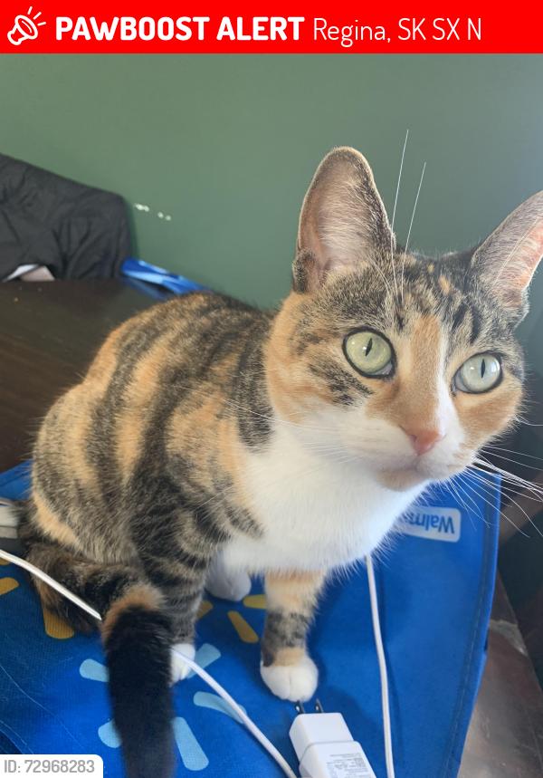 Lost Female Cat last seen By St.Jerome elementary school, Regina, SK S4X 1N5