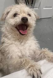 Reunited Male Dog last seen Middle school 42 street , Omaha, NE 68107