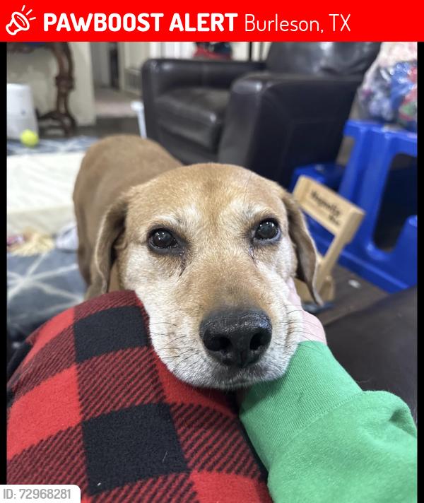 Lost Male Dog last seen Judith St and Gardens, Burleson, TX 76028