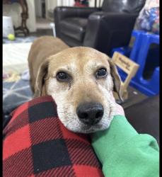 Lost Male Dog last seen Judith St and Gardens, Burleson, TX 76028