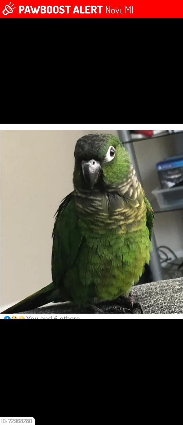 Lost Female Bird last seen 13 mile and haggerty, strathmore , Novi, MI 48331