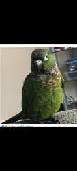 Lost Female Bird last seen 13 mile and haggerty, strathmore , Novi, MI 48331