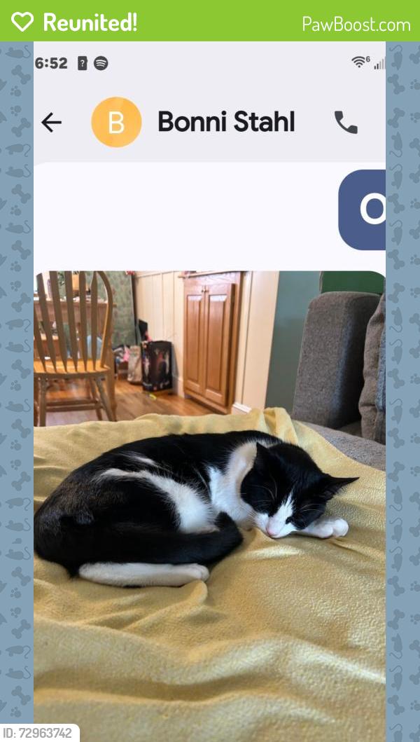 Reunited Male Cat last seen Cedar st wakefield, ma, Wakefield, MA 01880