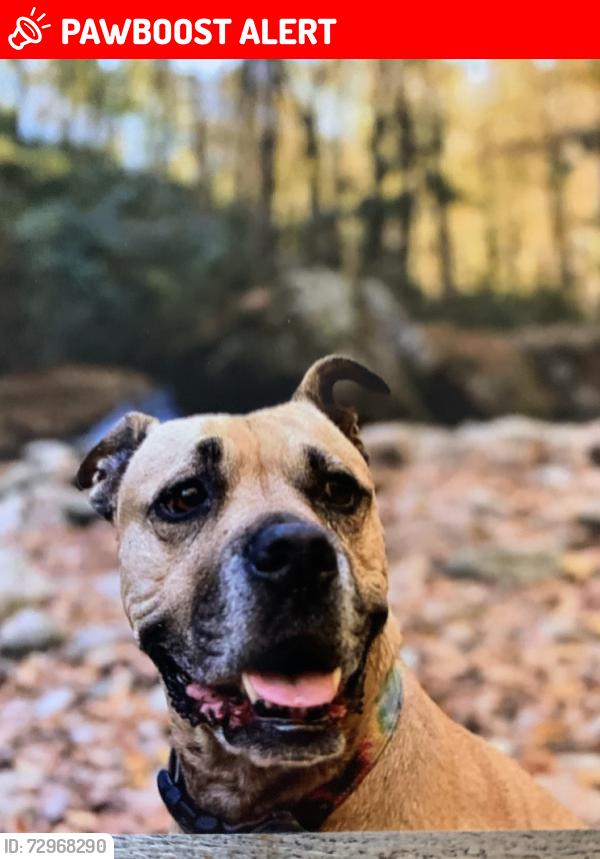 Lost Female Dog last seen Garrison hills, Buncombe County, NC 28787