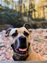 Lost Female Dog last seen Garrison hills, Buncombe County, NC 28787