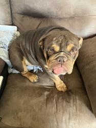 Found/Stray Male Dog last seen Dysart and Thomas, Avondale, AZ 85392