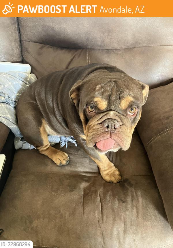 Found/Stray Male Dog last seen Dysart and Thomas, Avondale, AZ 85392