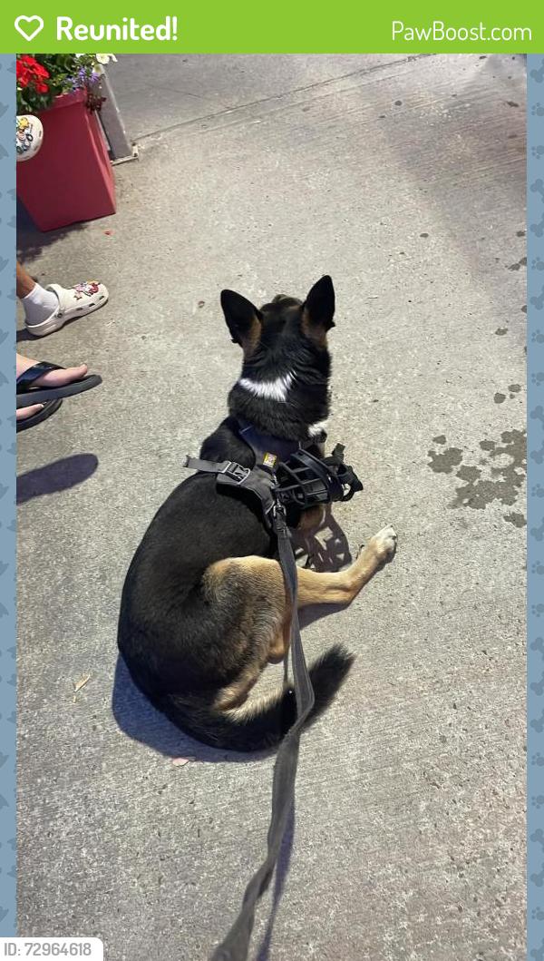 Reunited Male Dog last seen Metro Côte-des-Neiges, Montréal, QC H3T 1Y4