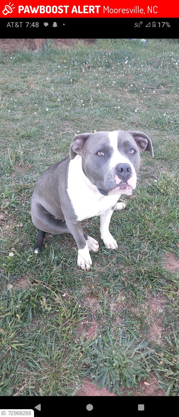 Lost Female Dog last seen I'm not sure , Mooresville, NC 28115